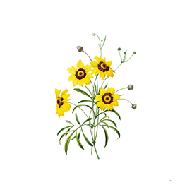 Vintage Coreopsis Elegans Botanical Illustration