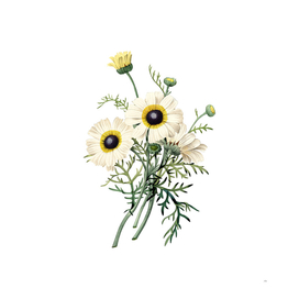 Vintage Chrysanthemum Botanical Illustration