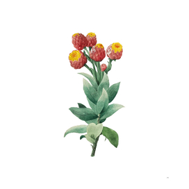 Vintage Cudweeds Botanical Illustration