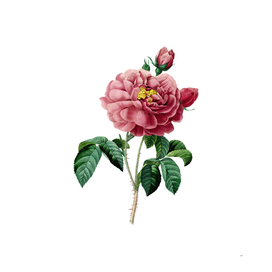 Vintage Gallic Rose Botanical Illustration