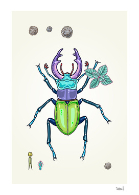 happy stag-beetle