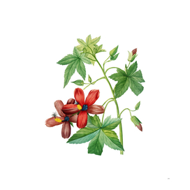 Vintage Lavatera Phoenicea Botanical Illustration