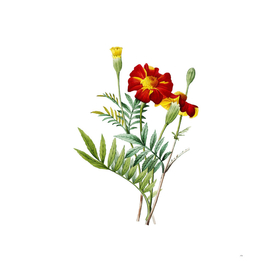 Vintage Mexican Marigold Botanical Illustration