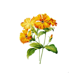 Vintage Lychnis Grandiflora Botanical Illustration
