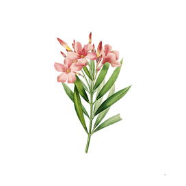 Vintage Oleander Botanical Illustration