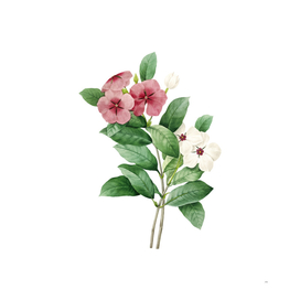 Vintage Periwinkle Botanical Illustration
