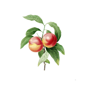 Vintage Peach Botanical Illustration