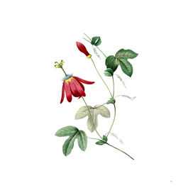 Vintage Red Passion Flower Botanical Illustration