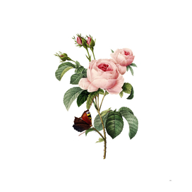 Vintage Provence Rose Botanical Illustration