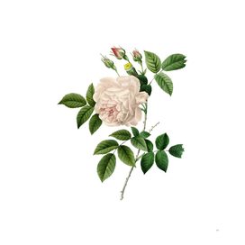 Vintage Rosa Indica Botanical Illustration