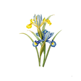 Vintage Spanish Iris Botanical Illustration
