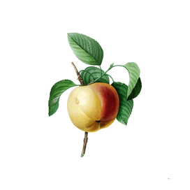 Vintage Snow Calville Apple Botanical Illustration