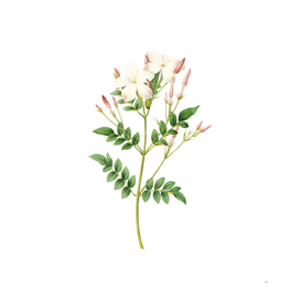 Vintage Spanish Jasmine Botanical Illustration