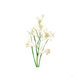 Vintage St. Bruno's Lily Botanical Illustration