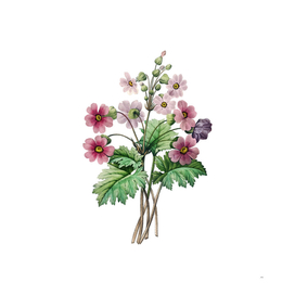 Vintage The Chinese Primrose Botanical Illustration