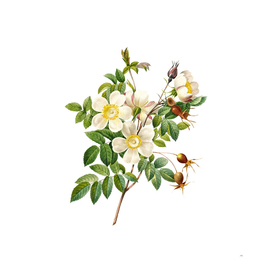 Vintage White Candolle Rose Botanical Illustration