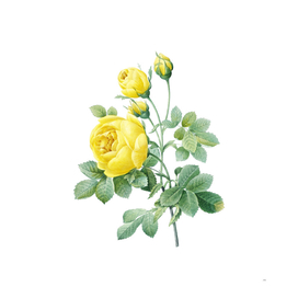 Vintage Yellow Rose Botanical Illustration