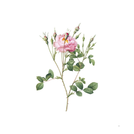 Vintage Anemone Flowered Sweetbriar Rose Botanical Il