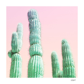 Cactus Pop