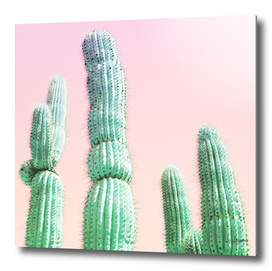 Cactus Pop