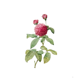 Vintage Agatha Rose in Bloom 2 Botanical Illustration
