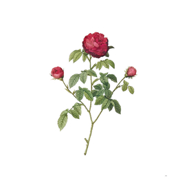 Vintage Agatha Rose in Bloom Botanical Illustration