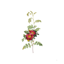 Vintage Blooming Alpine Rose Botanical Illustration