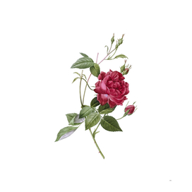 Vintage Blood Red Bengal Rose Botanical Illustration