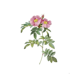 Vintage Blooming (Shining) Rosa Lucida Botanical Illu