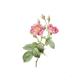 Vintage Blooming Anemone Centuries Rose Botanical Ill