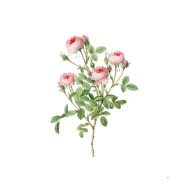 Vintage Blooming Burgundian Rose Botanical Illustrati