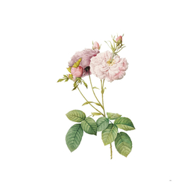 Vintage Blooming Damask Rose Botanical Illustration