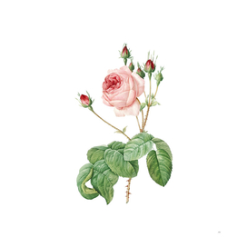 Vintage Blooming Cabbage Rose Botanical Illustration