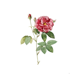 Vintage Blooming French Rose Botanical Illustration