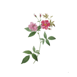 Vintage Blooming Hudson Rosehip Botanical Illustratio