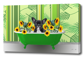 badewanne_sunflower_french-bulldog