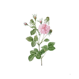 Vintage Blooming Pink Agatha Rose Botanical Illustrat