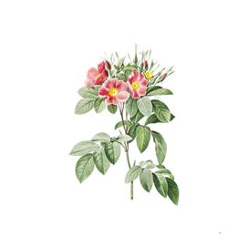 Vintage Blooming Pasture Rose Botanical Illustration