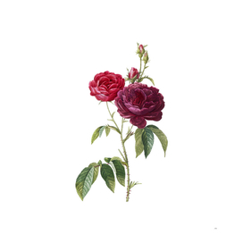 Vintage Blooming Purple Roses Botanical Illustration