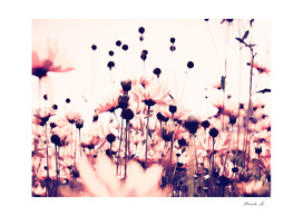 Landscape blur pink flowers