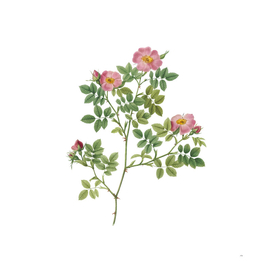 Vintage Blooming Rose Corymb Botanical Illustration