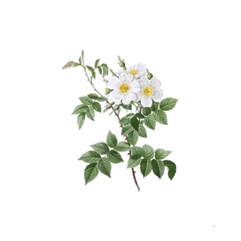 Vintage Blooming White Rosebush Botanical Illustratio