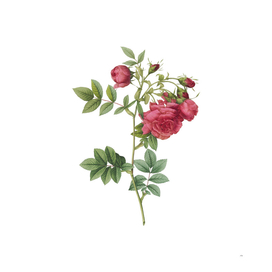 Vintage Blooming Turnip Roses Botanical Illustration