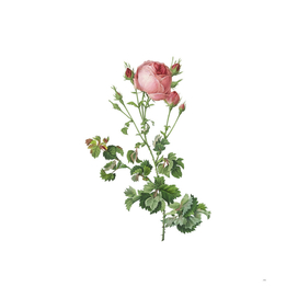 Vintage Celery Leaved Cabbage Rose Botanical Illustra