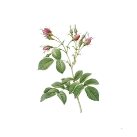 Vintage Evrat's Rose with Crimson Buds Botanical Illu