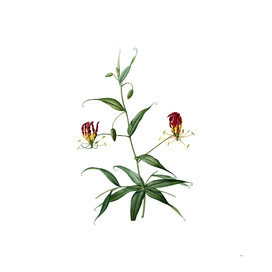Vintage Flame Lily Botanical Illustration
