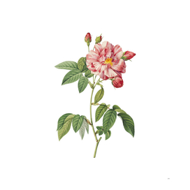 Vintage Variegated French Rosebush Botanical Illustration
