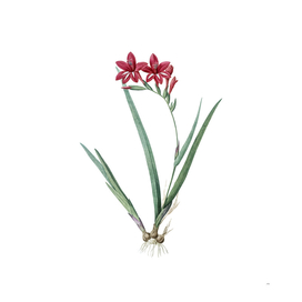 Vintage Gladiolus Cardinalis Botanical Illustration