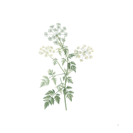 Vintage Hemlock Flowers Botanical Illustration