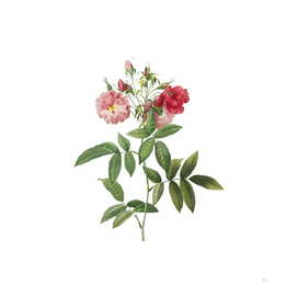 Vintage Hudson Rose Botanical Illustration